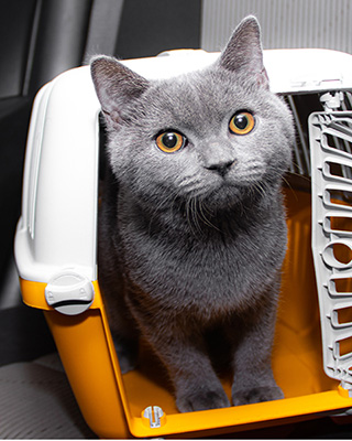 Cat in Carrier